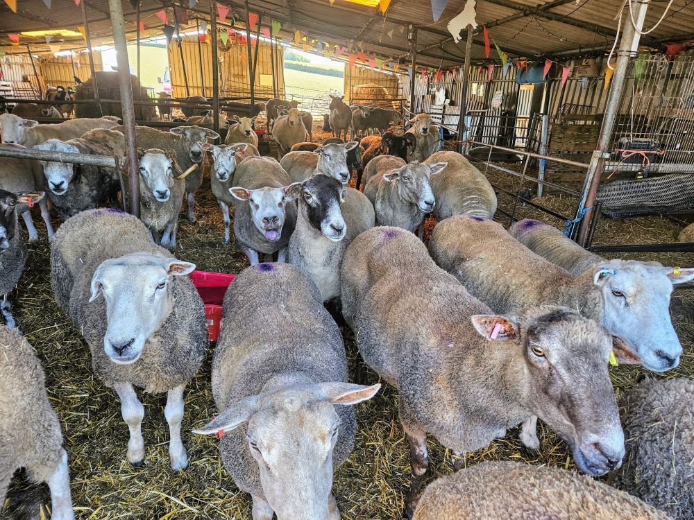 A group of older sheep in a barn at FARS sanctuary