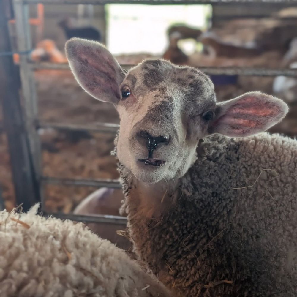 A close up photo of a young sheep with a speckly face