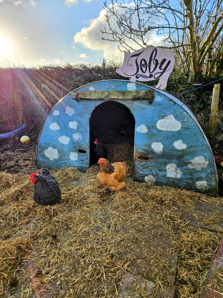 2 chickens hang out outside Toby Pig's little house