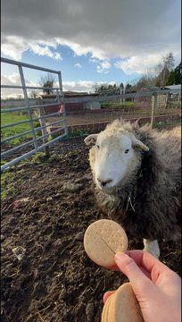 A sanctuary volunteer offers a rich tea biscuit to a sheep