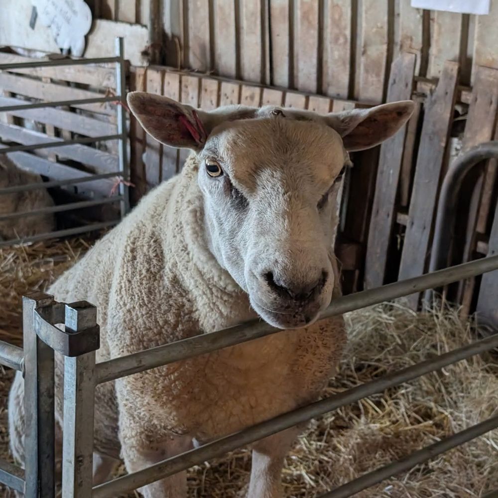 A close up photo of a large sheep