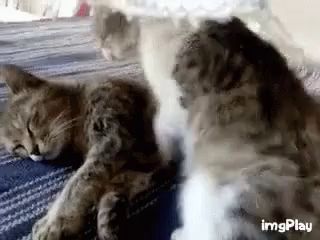 a cat and a kitten are laying on a bed together .