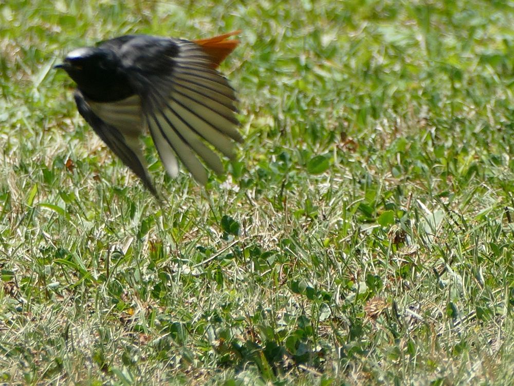 Über Wiese flatternder Vogel