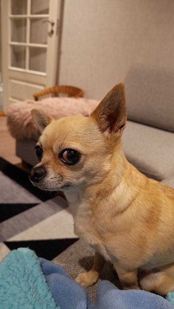 En liten lys brun chihuahua som titter litt skeptisk inn i kameraet.