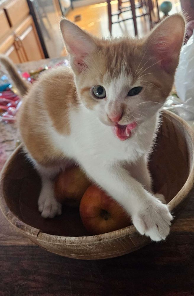 Tazzy Kitty in a fruit bowl meowing and closing one eye.