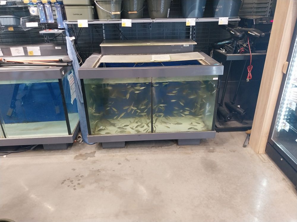Aquarium avec beaucoup de petits poissons au Décathlon de Quetigny (21)