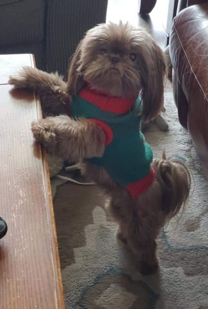The cutest shih tzu you have ever seen wearing a sweater with two front paws off the ground placed on a table