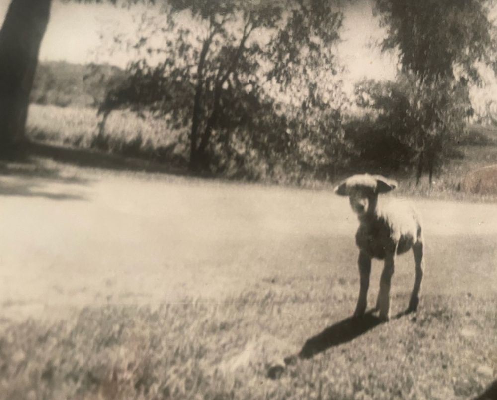 Black and white image of a lamb.