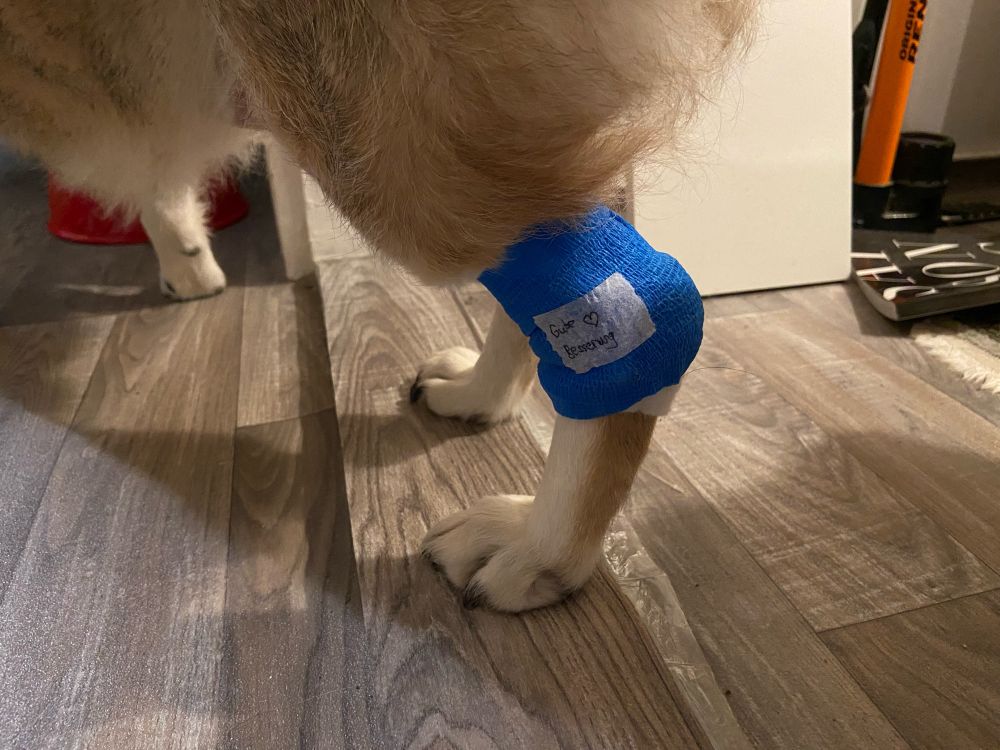 ein kleines hunde hinterbein mit einem blauen verband. der verband wurde mit einem weißen stück tape zugeklebt auf das „Gute Besserung 🖤“ geschrieben wurde