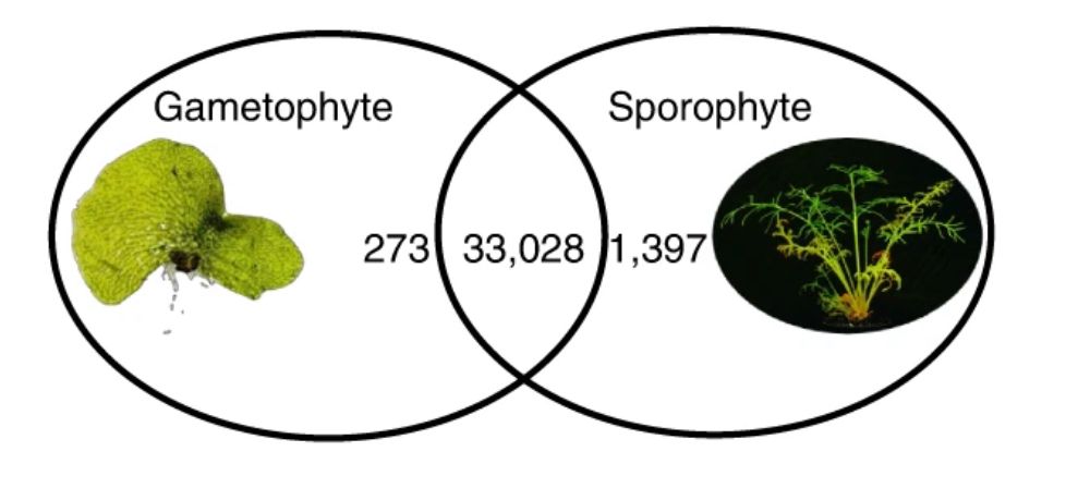 A single fern genome contains all the genetic instructions for two different and independent multi-cellular phases, a gametophyte (prothallus) and a sporophyte (adult fern). Ferns do this by expressing different genes during each phase, this Vinn diagram shows how for Ceratopteris 273 genes are expressed only in the gametophyte, 1397 genes are expressed only in the sporophyte and 33028 are expressed in both. 