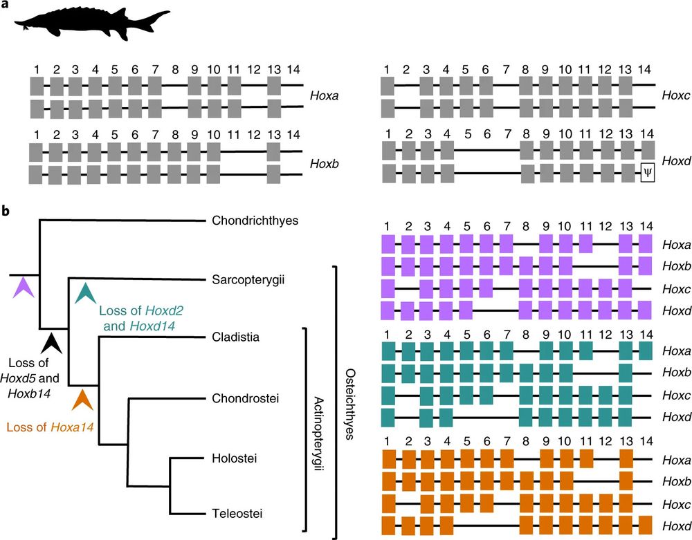 Schematic illustration of the sterlet hox complement. Eighty eight hox genes were identified plus one pseudogenized hoxd14 gene (indicated by psi). All hox clusters are retained in duplicate. B. Reconstruction of the ancestral actinopterygian condition and the inference of gene losses across the gnathostome phylogeny on the basis of the sterlet pretetraploidization hox complement in combination with that of the gar. The inferred ancestral Hox complements are shown in purple (likewise indicated by the purple arrowhead in the tree) for gnathostomes, in blue for Sarcopterygii and in orange for Actinopterygii.
