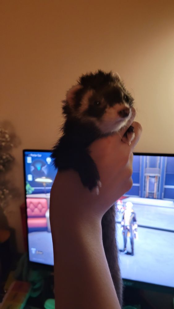 photo of a sable ferret being held up and looking like a muppet