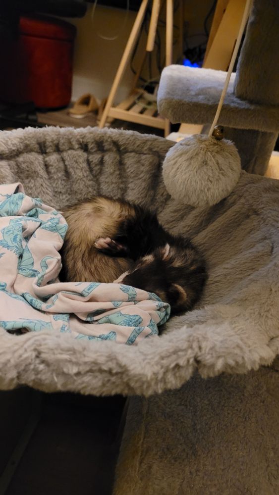 photo of a sable ferret curled up