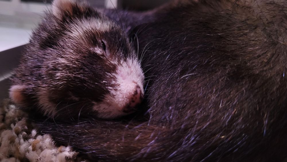 photo of a sable ferret curled up and looking very sleepy
