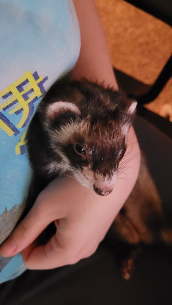 photo of a sable ferret chilling with a person's arm around her