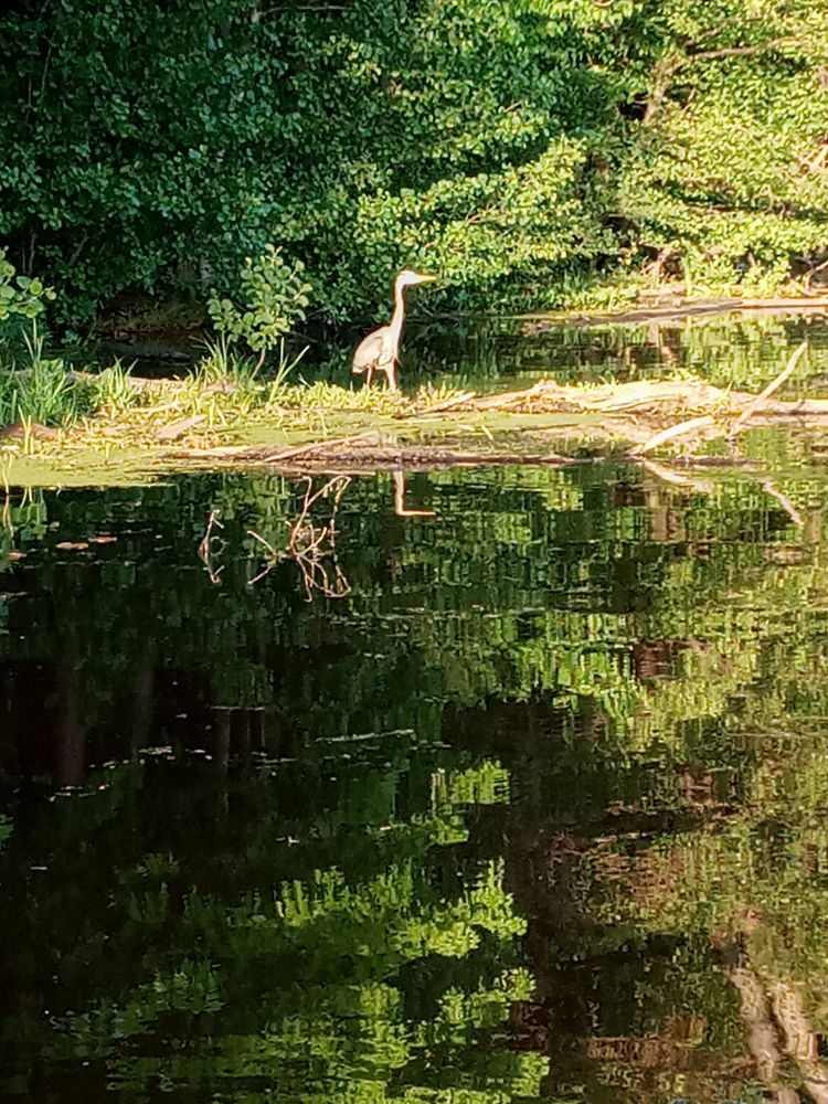 A photo of a tall, grey heron on a lake. It is standing on some logs that extend from the shoreline into the water. The shoreline is forested with trees and reeds. It is sunny out, and there is a clear reflection of the woods on the water.