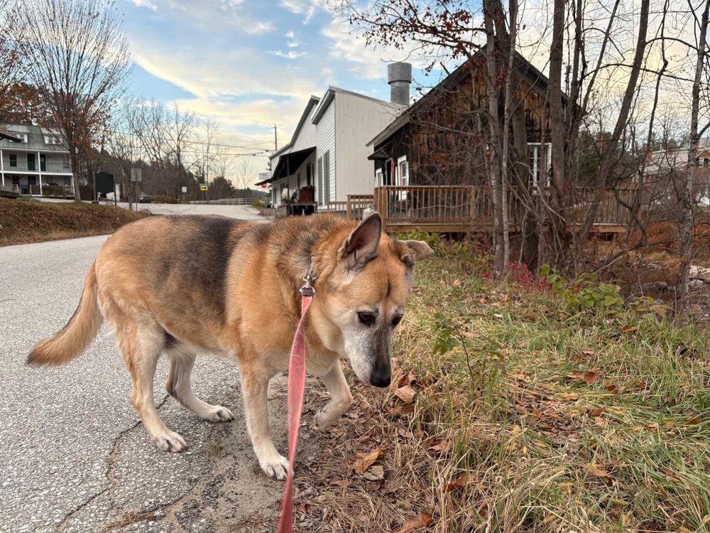 Cara the german shepherd mix on a walk—examining the side of the road for good smells. Her front left paw is in the air, mid-step.