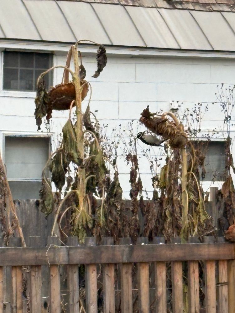 A black woodpecker with a white belly and white stripes on its head is perched on the ground-facing head of a wilting sunflower. In the hunt for food.