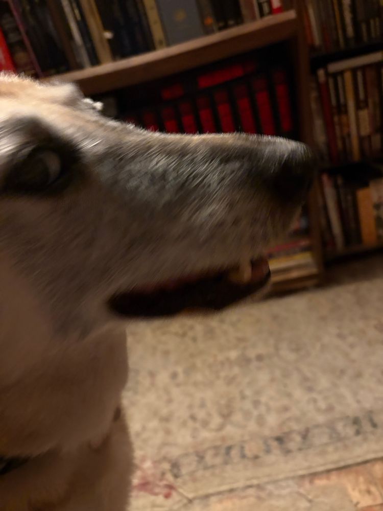 Cara the german shepherd mix seen in profile, the right side of her head visible. She is a bit blurred from turning her head toward the camera. She is excited because I’m getting ready to give her a walk.