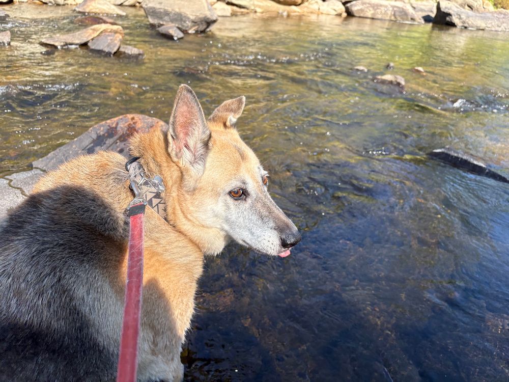 Cara standing in a river looking back at the viewer, sticking out her tongue.