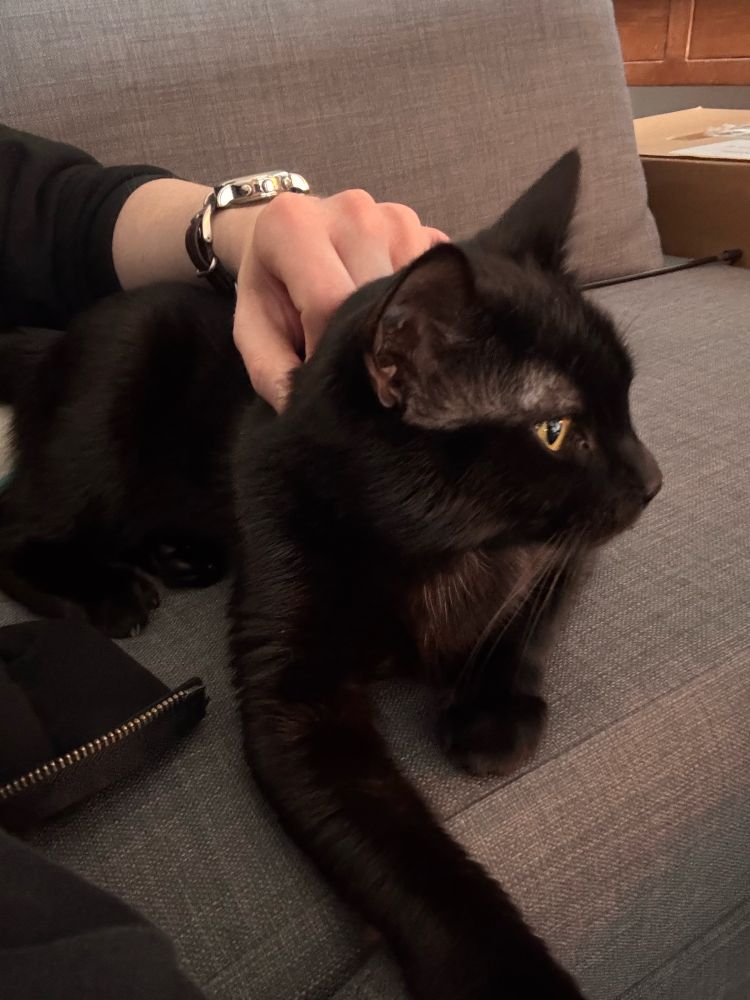 Nori the black cat on the lookout atop couch cushion while getting back scritches.