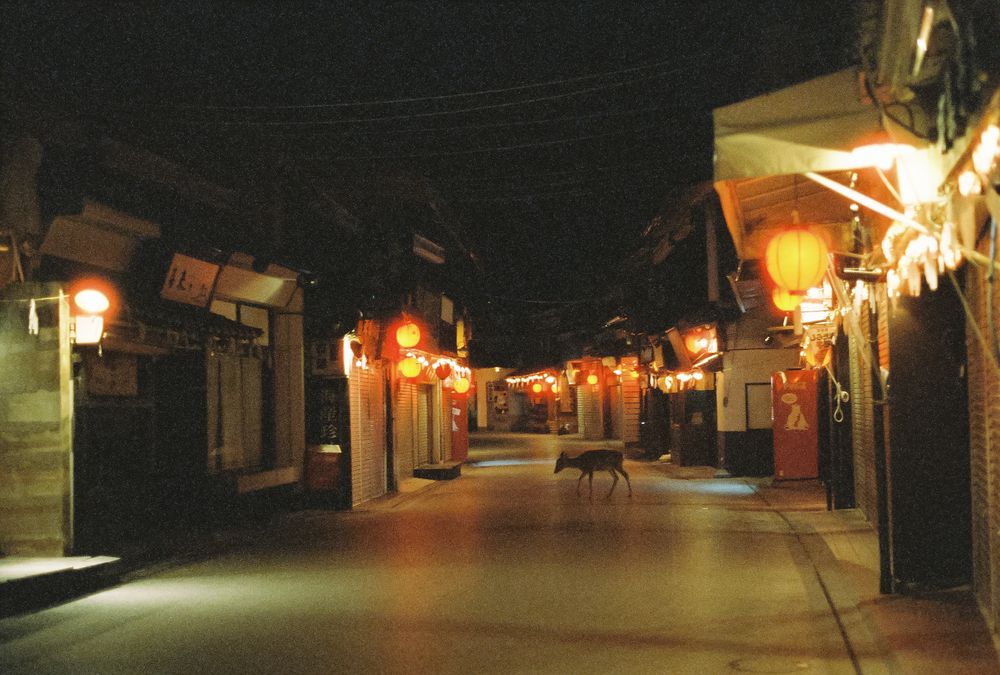 Lone deer crossing empty street at night lined with closed shops and red lanterns.