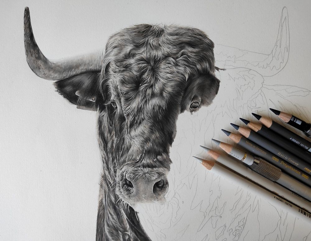 A work-in-progress photo showing a black Spanish bull made in colored pencils using only a grey palette.