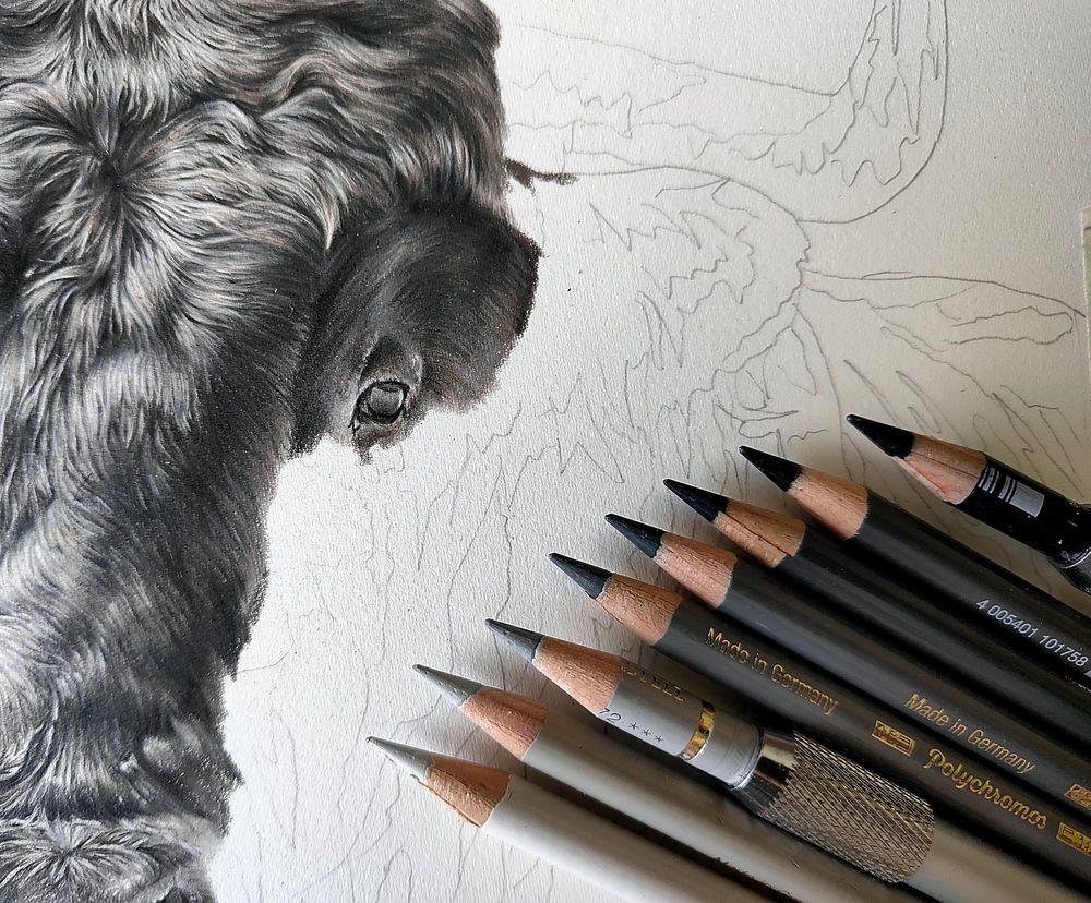 A closeup of the black bull drawing showing the eye and some of the pencils I used, which belong to the warm grey Polychromos series by Faber Castell.