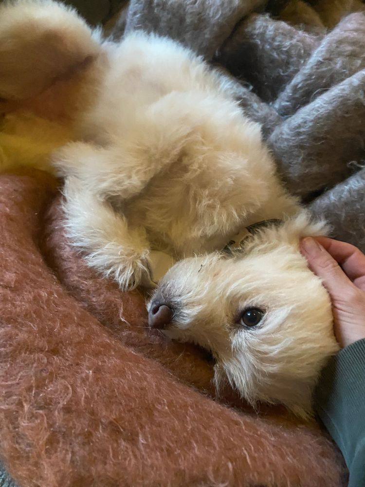 Une petite chienne blanche caressée 