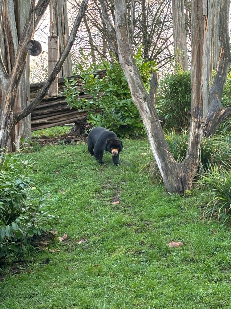 sun bear