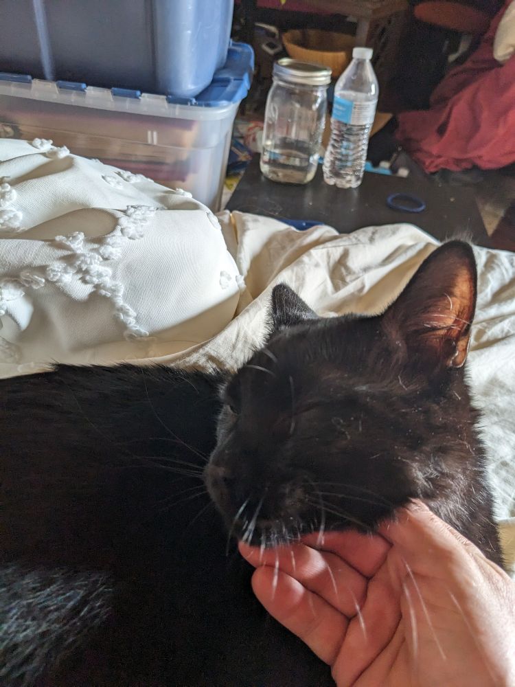 a black kitten with his eyes closed in the sun being skritched under the chin