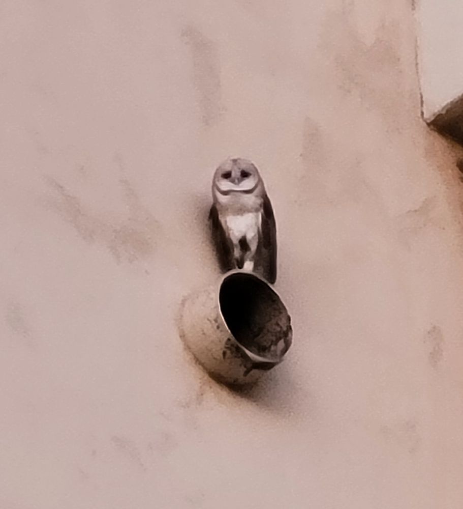 A barn owl atop a thingy