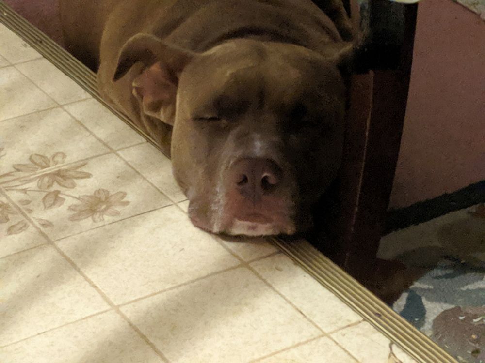Brown dog with eyes closed, head laying down on a  linoleum step.