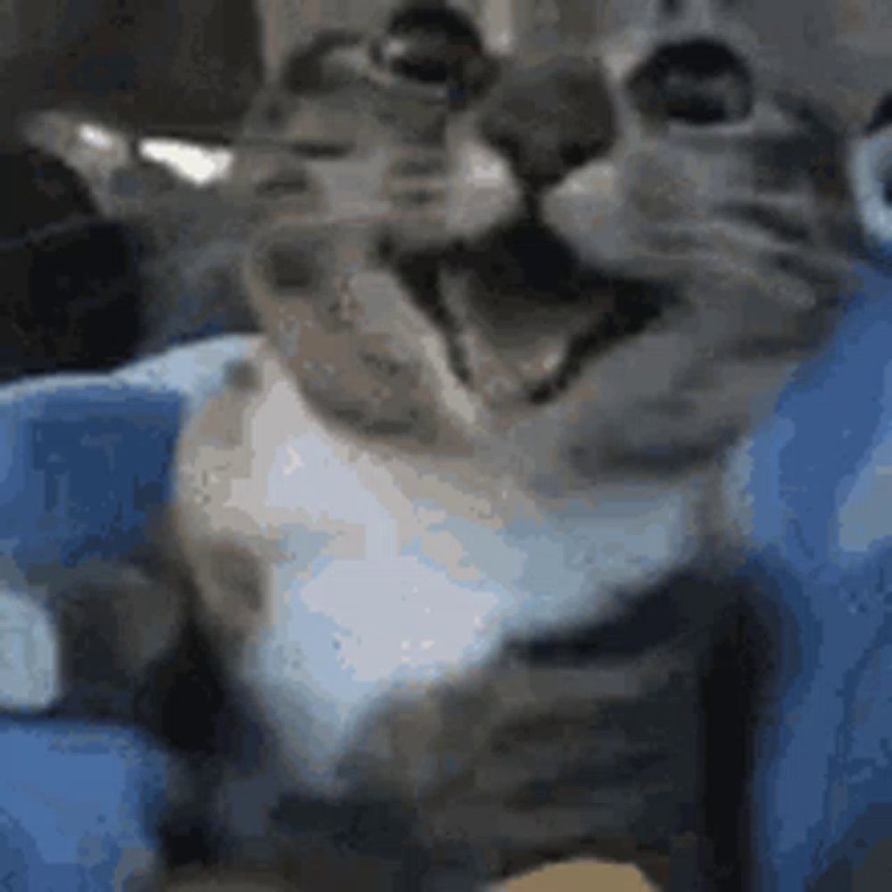 Cat Happy GIF