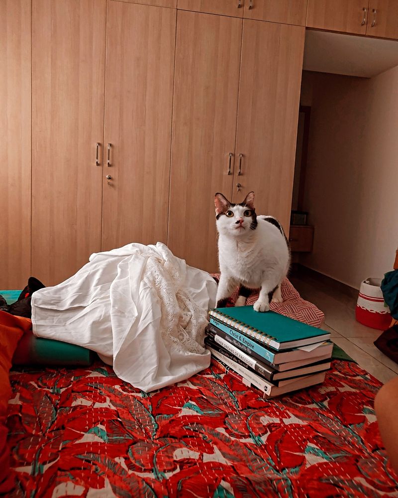 A small tuxedo cat stands atop a pile of books on a bed with a red, blue, and white bedspread. The books are: Christ & Empire, Making a Way Out of No Way, Other Dreams of Freedom, Circuits of the Sacred, Postcolonial Theologies, and my personal favorite, To Be Cared For: The Power of Conversion and Foreignness in an Indian Slum.