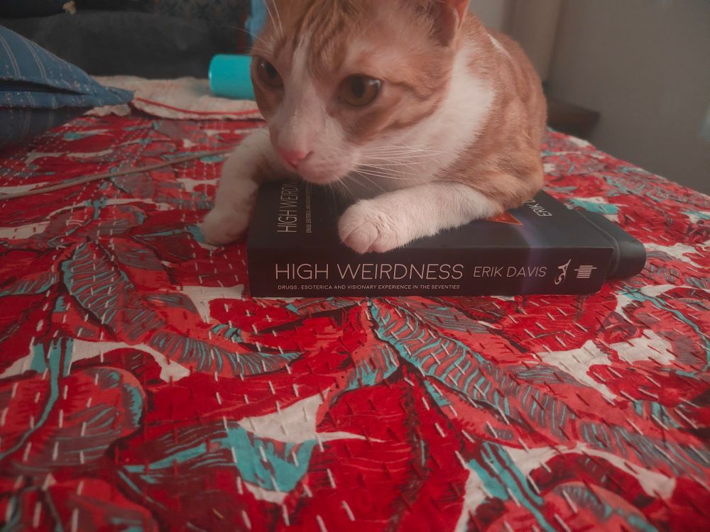 Ginger tabby cat plops herself on a copy of Erik Davis' "High Weirdness: Drugs, Esoterica, and Visionary Experience in the Seventies". Both book and cat are on a red and blue bedspread with pillows behind. 