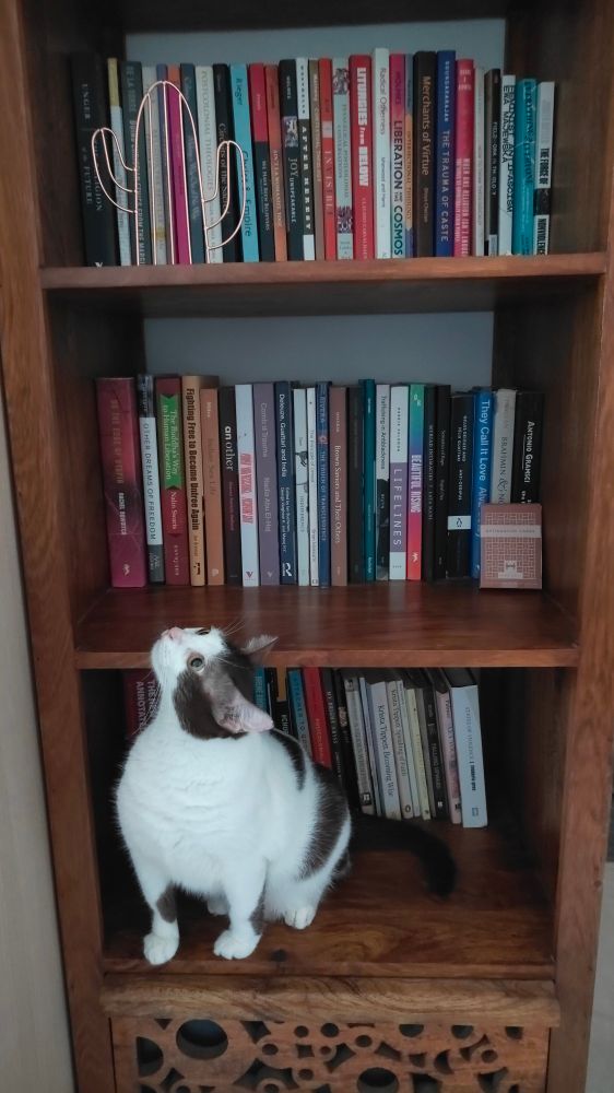Small tuxedo cat is sitting on the lower shelf of a tall bookshelf, looking up at the many books above her