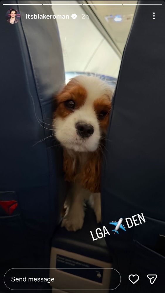 screenshot of blake romans story with a cute dog smushed between two airplane seats looking at him