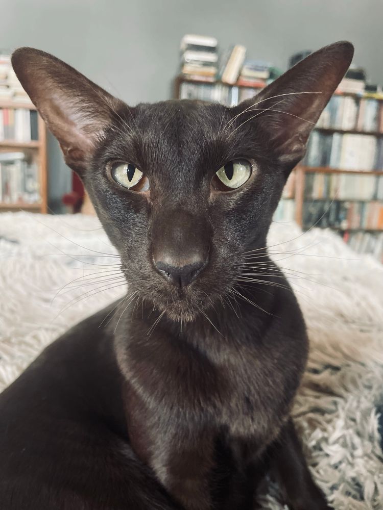 A chocolate brown Oriental cat called Hank stares at his human with a look of baleful intensity. 