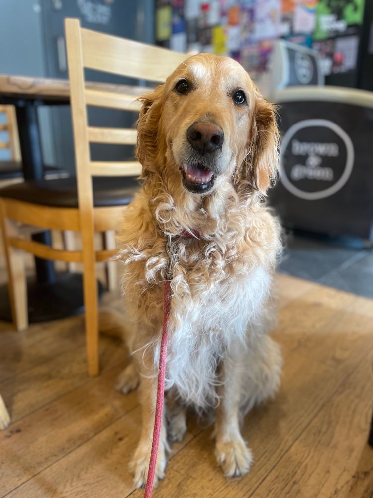 A curly-coated Golden Retriever sits in a South London cafe, looking at her owner with a face of delightful optimism. 