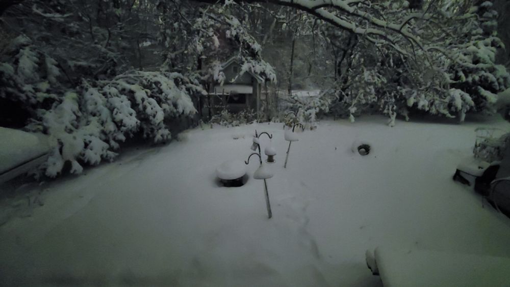 Picture of my backyard in the moonlight 