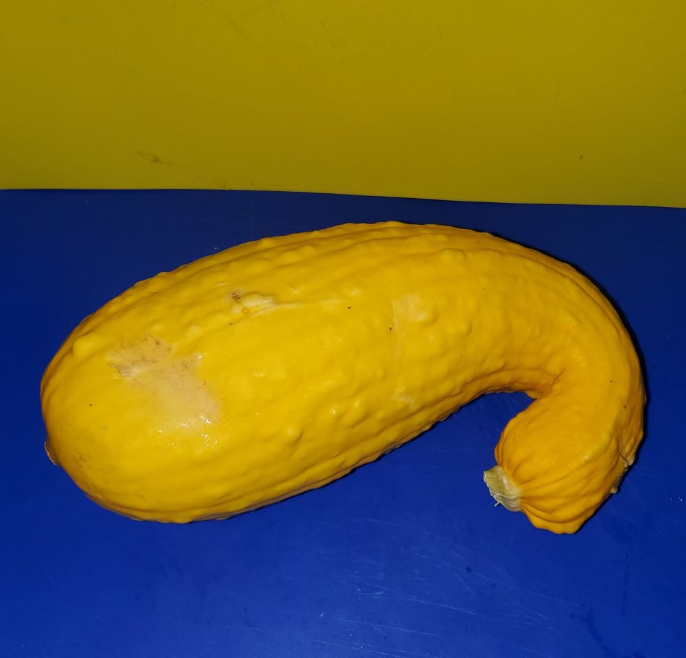 Yellow straightneck squash 