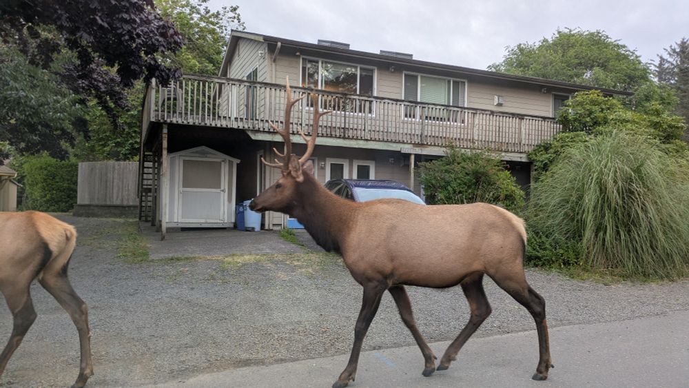 An elk looking metal AF in Cannon Beach, Oregon. 