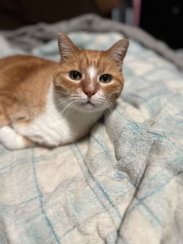 An orange and white tabby with green eyes lays on a pale blue and white checkered blanket. He’s looking directly at the camera with one front paw tucked under his chest.