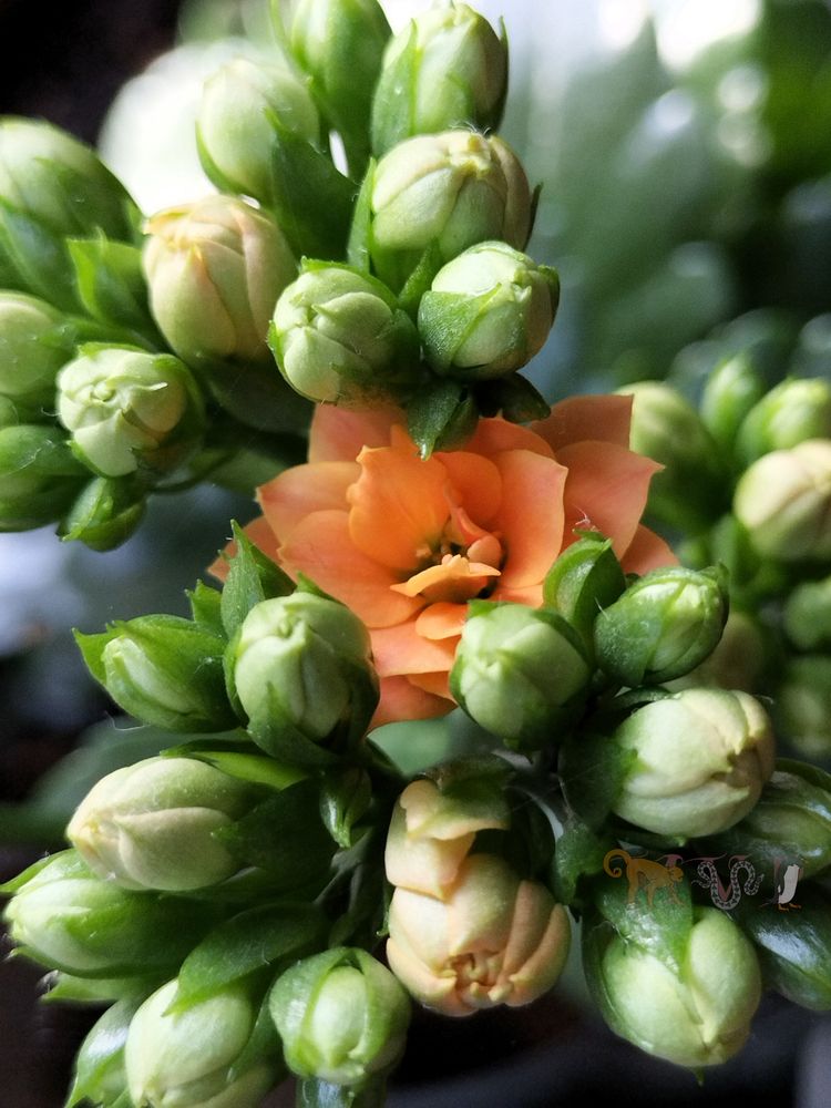 Close up of a Kalanchoe bloom among multiple yet to open buds.