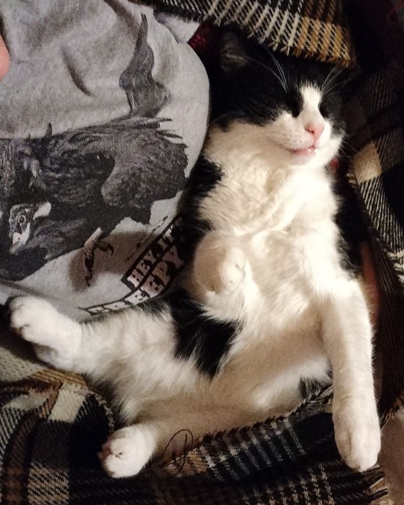 Sleeping black and white cat on its back, doing a good impression of a dead thing.