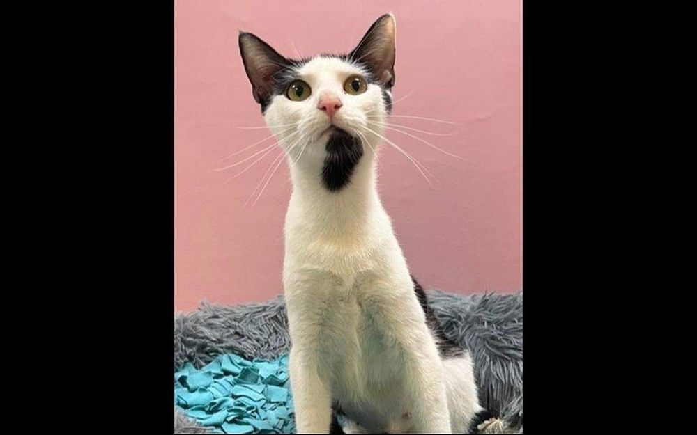 “We aren’t sure why she has been overlooked all this time,” a North Carolina animal shelter wrote.