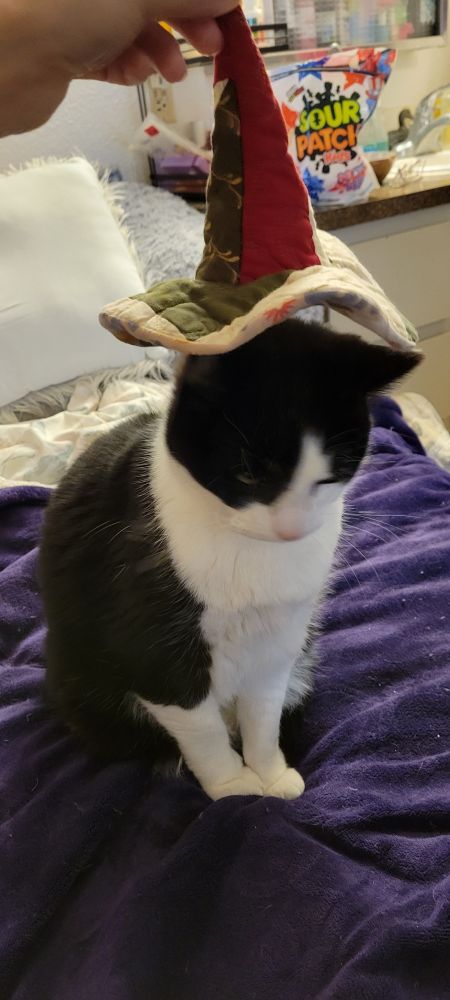 A tuxedo cat sits on a purple blanket. A red and green quilted witch hat hovers just above his head 