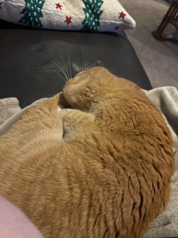 Orange cat curled up on a grey blanket, looking very content