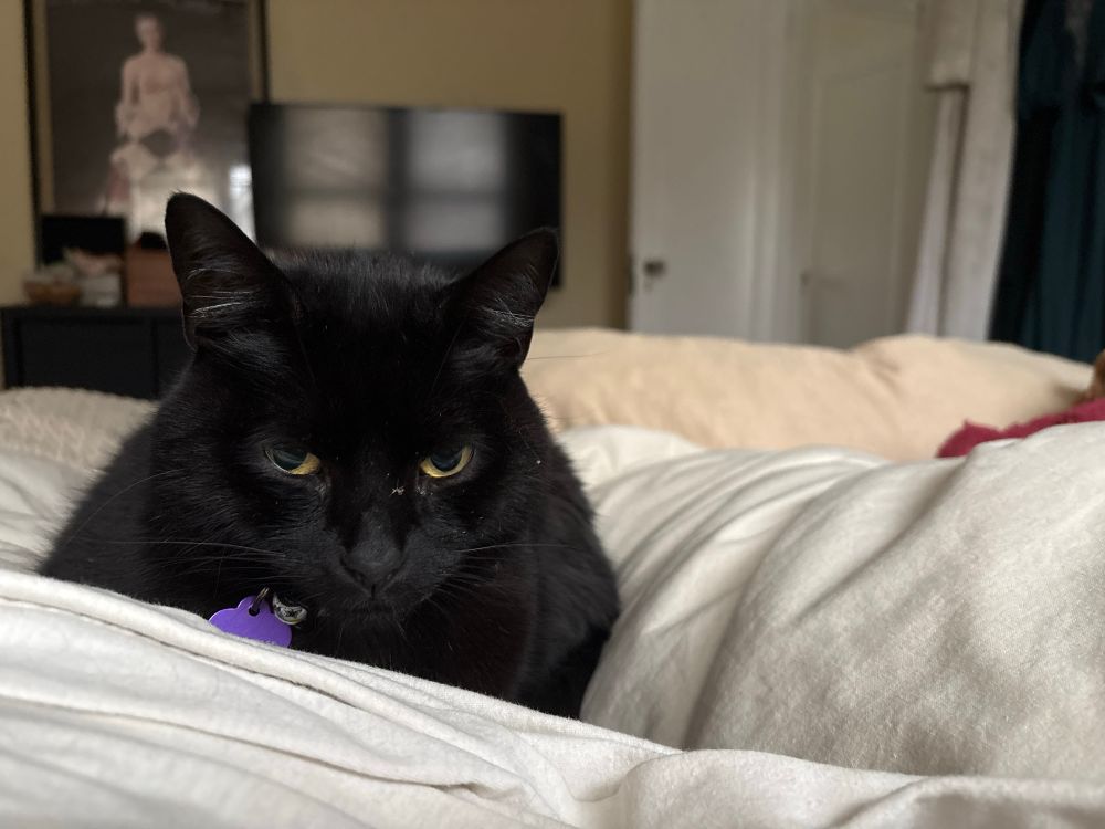 A black cat on a bed
